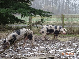 Buntes Bentheimer Schwein, die Dicke mit Andi. 17.02.18