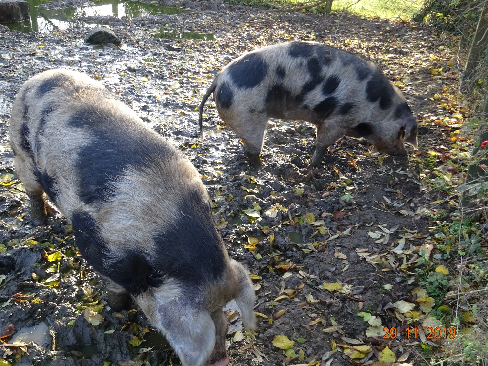 Bunte Bentheimer Schweine im Herbst, 29.11.2019