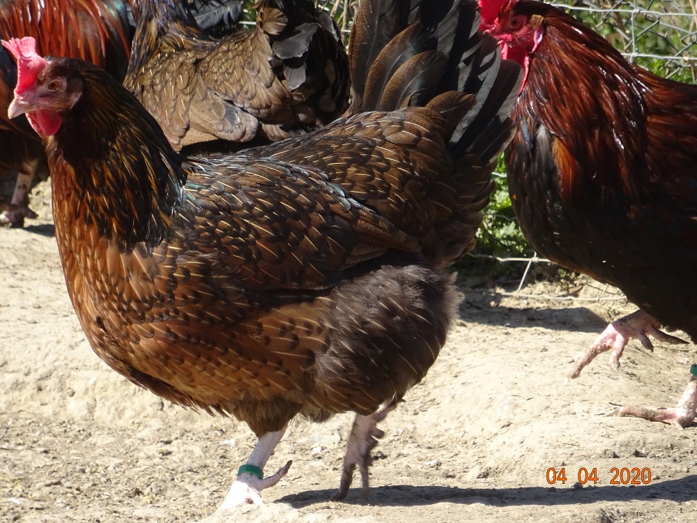 Dorking Hühner gold wildfarbig, Bruteier abzugeben. Die 5te Zehe kann man gut erkennen. 04.04.2020