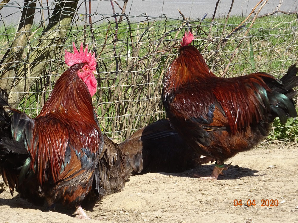 Dorking Hühner gold wildfarbig, Bruteier abzugeben. 04.04.2020