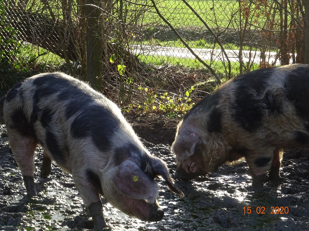 Buntes Bentheimer Schwein, Dicke &  Andi, 15.02.2020