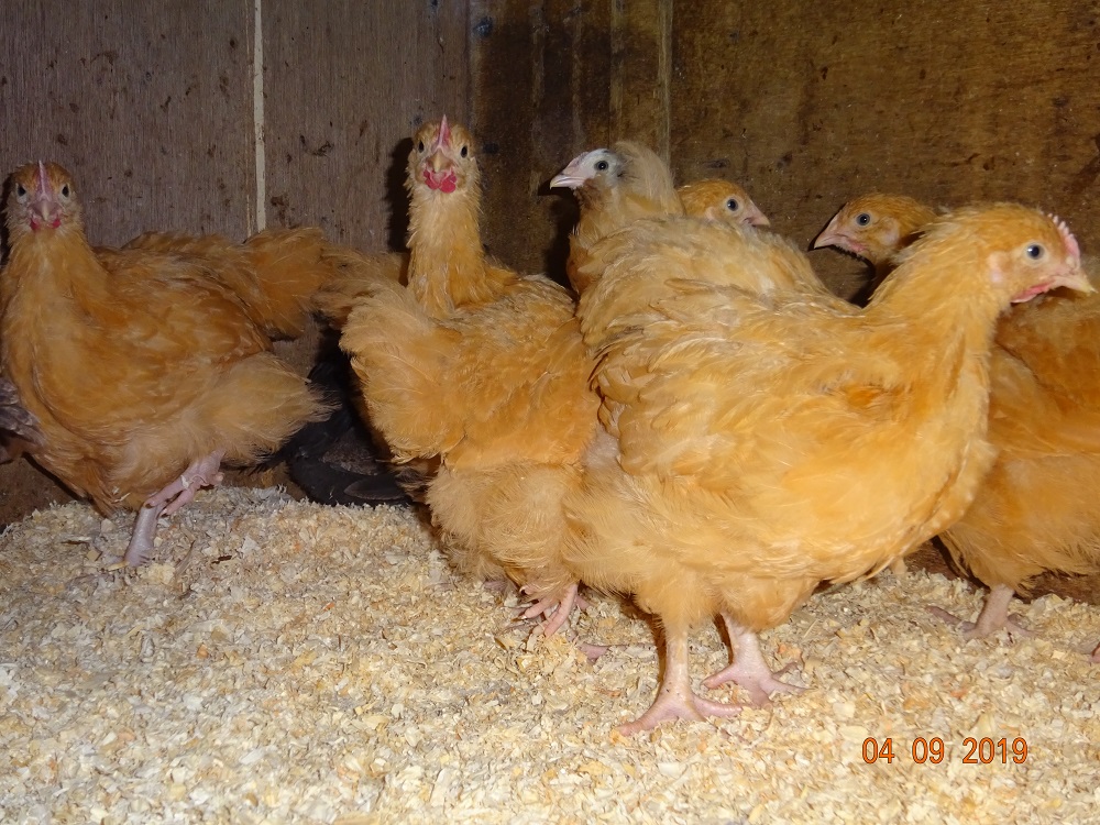 Junge Orpington Hühner kosten  12,50€, sind am 19.07.2019 geschlüpft und jetzt 11.10.2019, 12 Wochen alt.