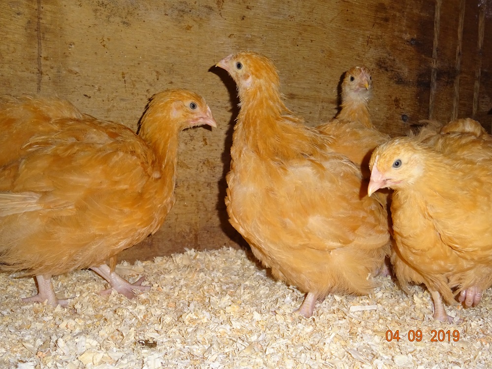 Junge Orpington Hühner kosten  12,50€, sind am 19.07.2019 geschlüpft und jetzt 11.10.2019, 12 Wochen alt.