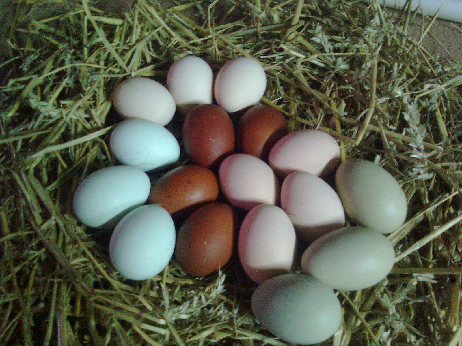  Bruteier abzugeben,
Hühner-Eier 2,00€-3,00€
Enten-Eier 3,00€-3,50€
Gänse-Eier 7,00€ pro Stück.
Versand von Bruteiern ist möglich, bundesweit 8,00€.
 Dispatch of hatching eggs is 
possible, EU countries € 18.50
