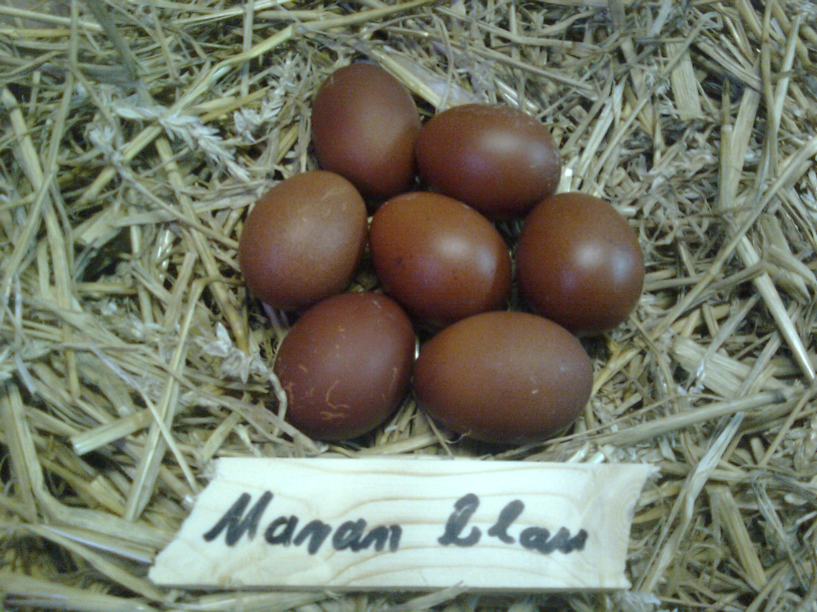 Maran blau/silber -Eier ca. 65-75g schwer, Brutdauer ca. 21 Tage