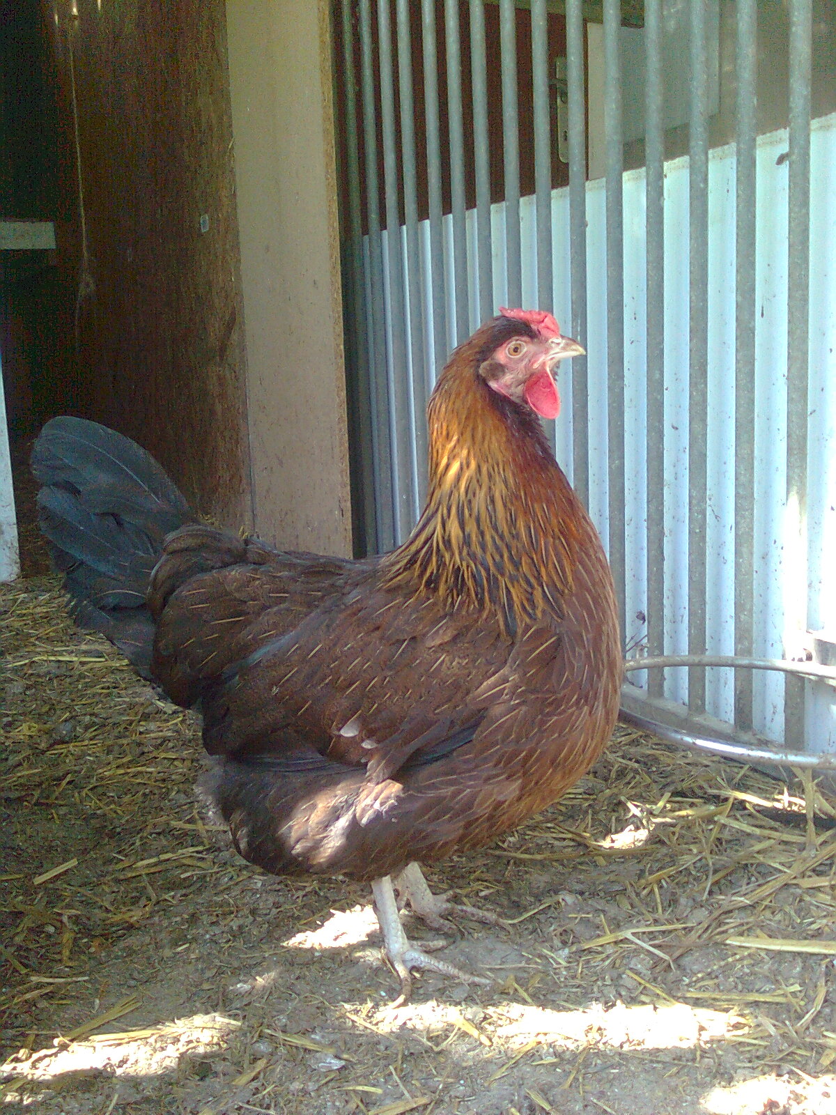 Goldhalsige Dorking-Henne mit Rosenkamm, aus 2015