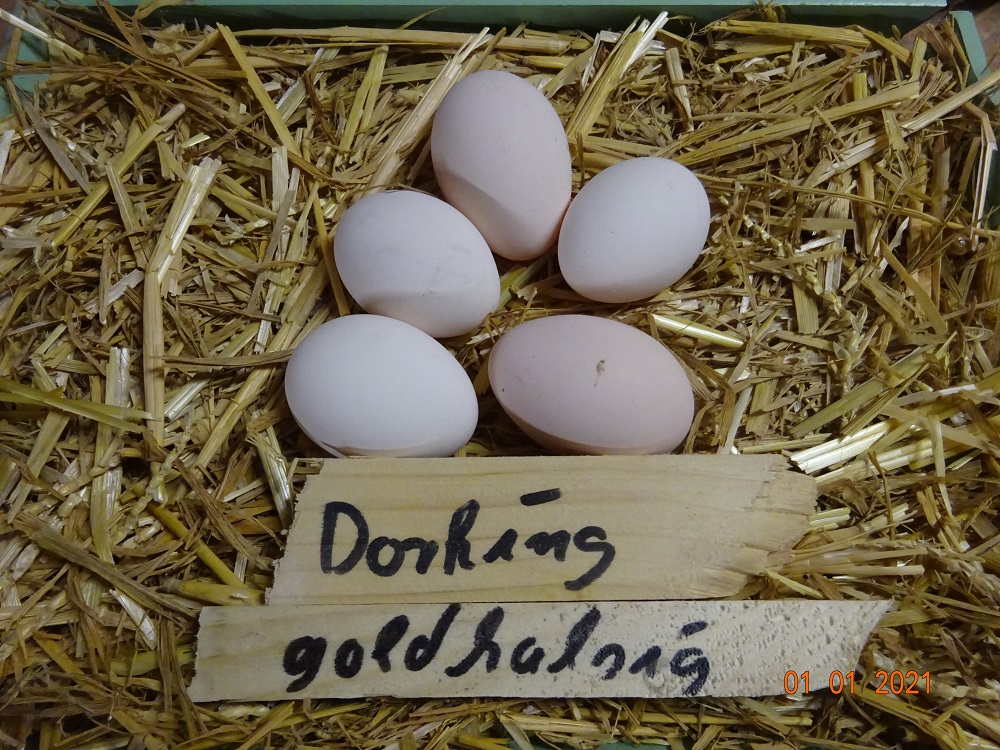 Dorking Hühner goldhalsig, Bruteier 01.01.2021