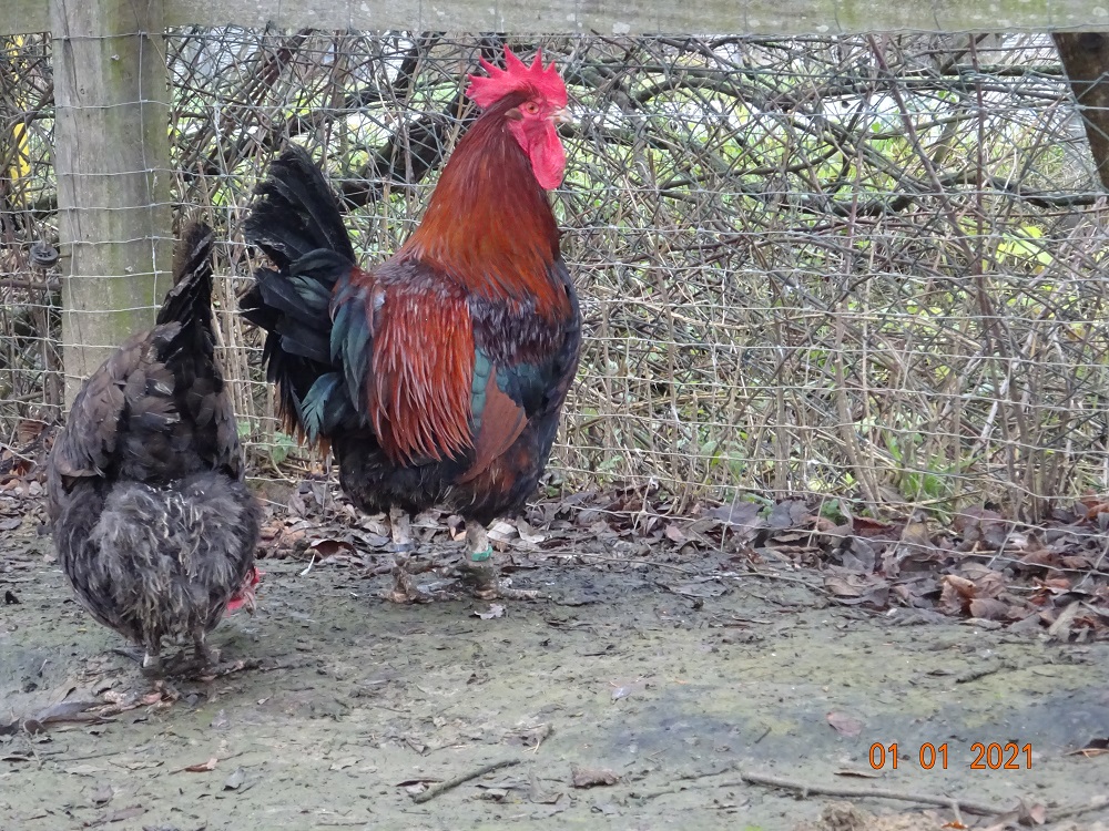 Dorking Hühner gold wildfarbig, der Hahn wiegt 4,70kg. Bruteier 01.01.2021
