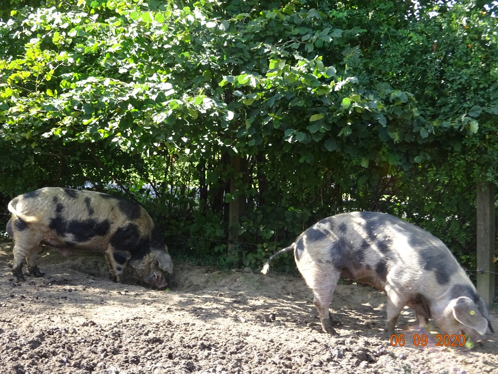 Bunte Bentheimer Schweine, 06.09.2020