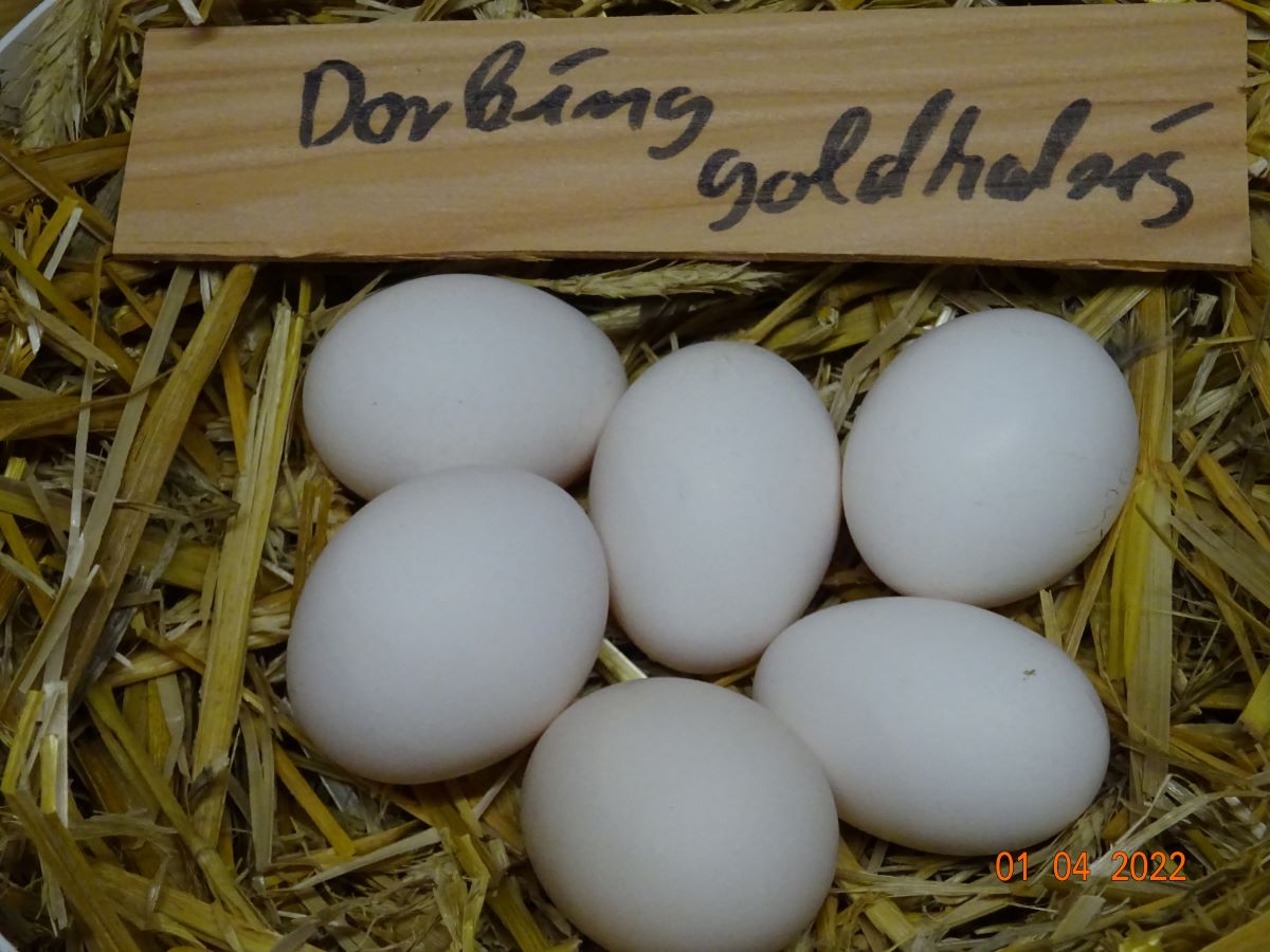 Dorking goldhalsig Bruteier 55g-65g 01.04.2022