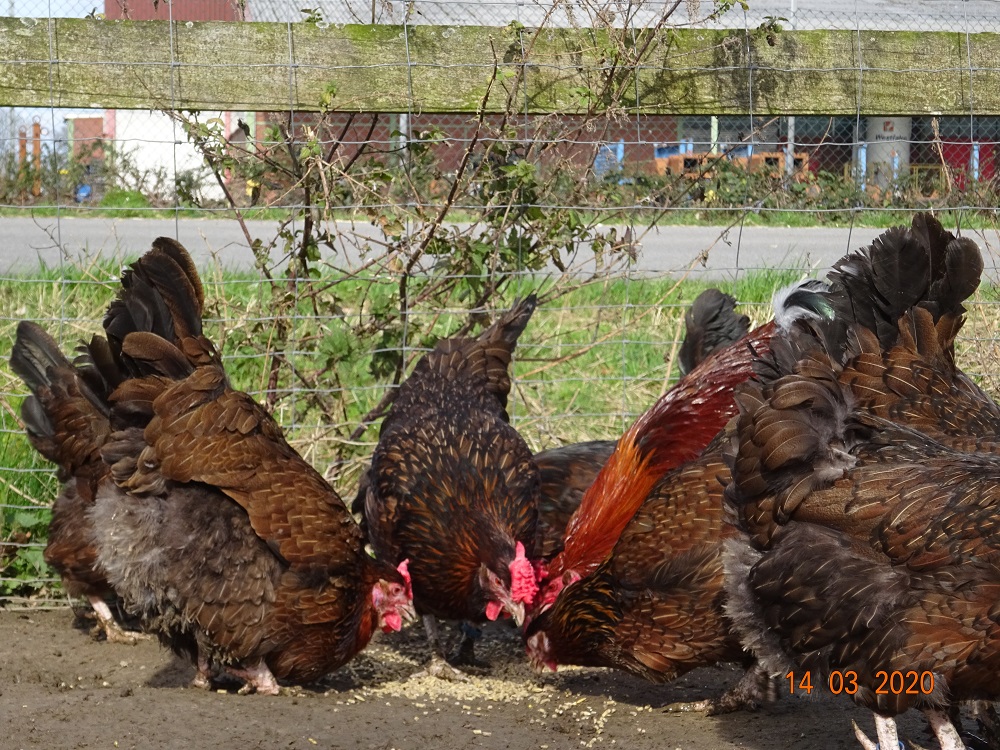 Dorking Hühner mit Rosenkamm gold-wildfarbig. Bruteier abzugeben, 14.03.2020