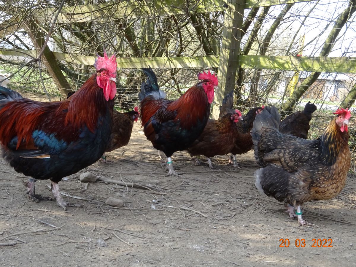Dorking gold-wildfarbig sind schwere Hühner, unsere wiegen: Hähne 4,55kg & 4,70kg. Hennen 3,10kg-3,50kg. Bruteier wiegen 55g-65g 20.03.2022