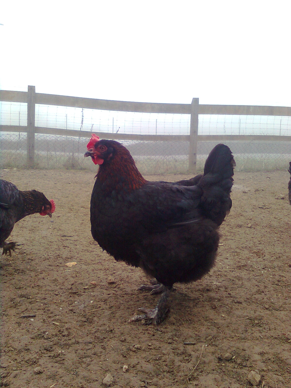Maran schwarz-kupfer Hennen 2014