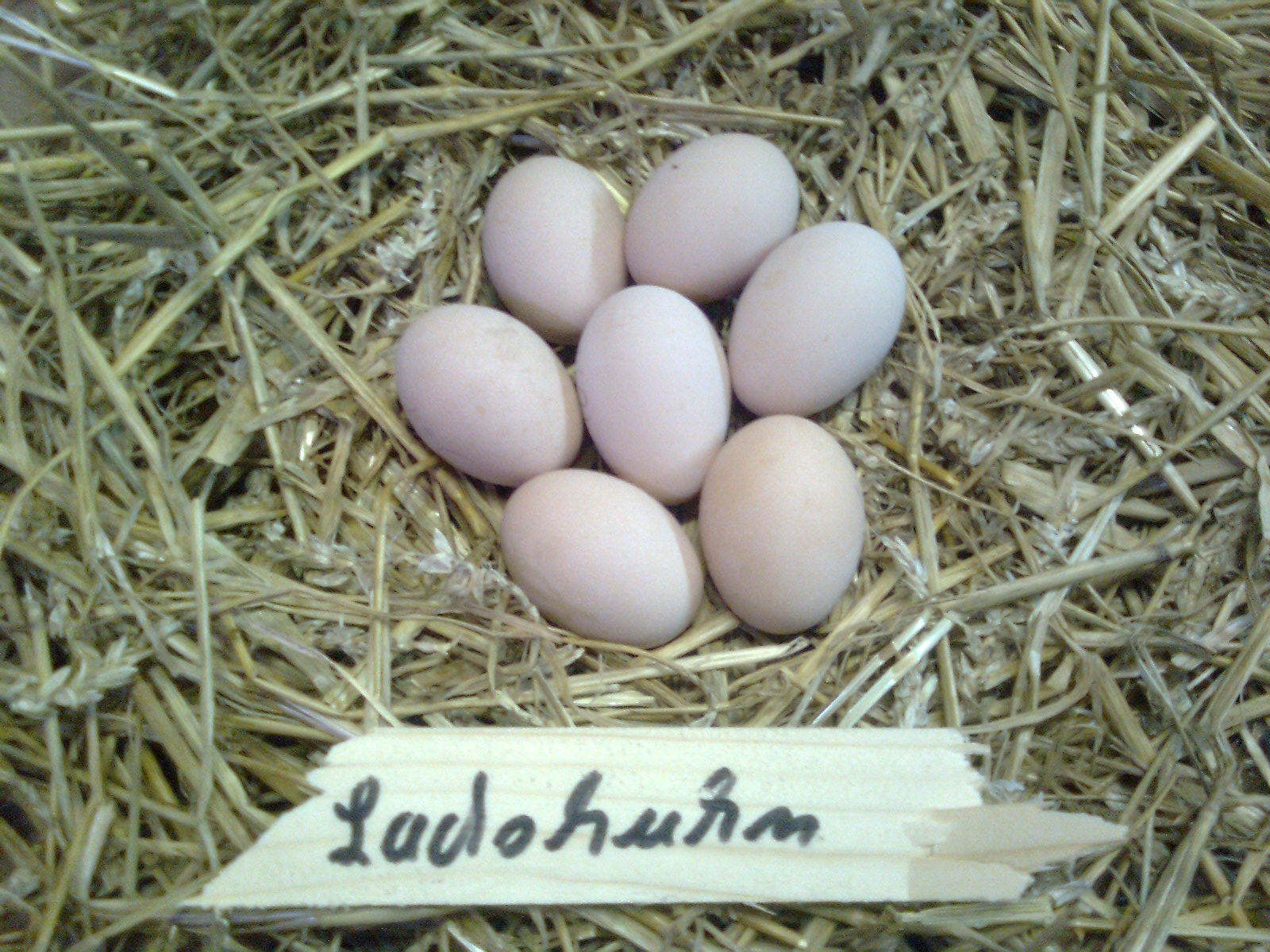 Lachshuhn-Eier ca. 55-65g schwer, Brutdauer 21-22 Tage
