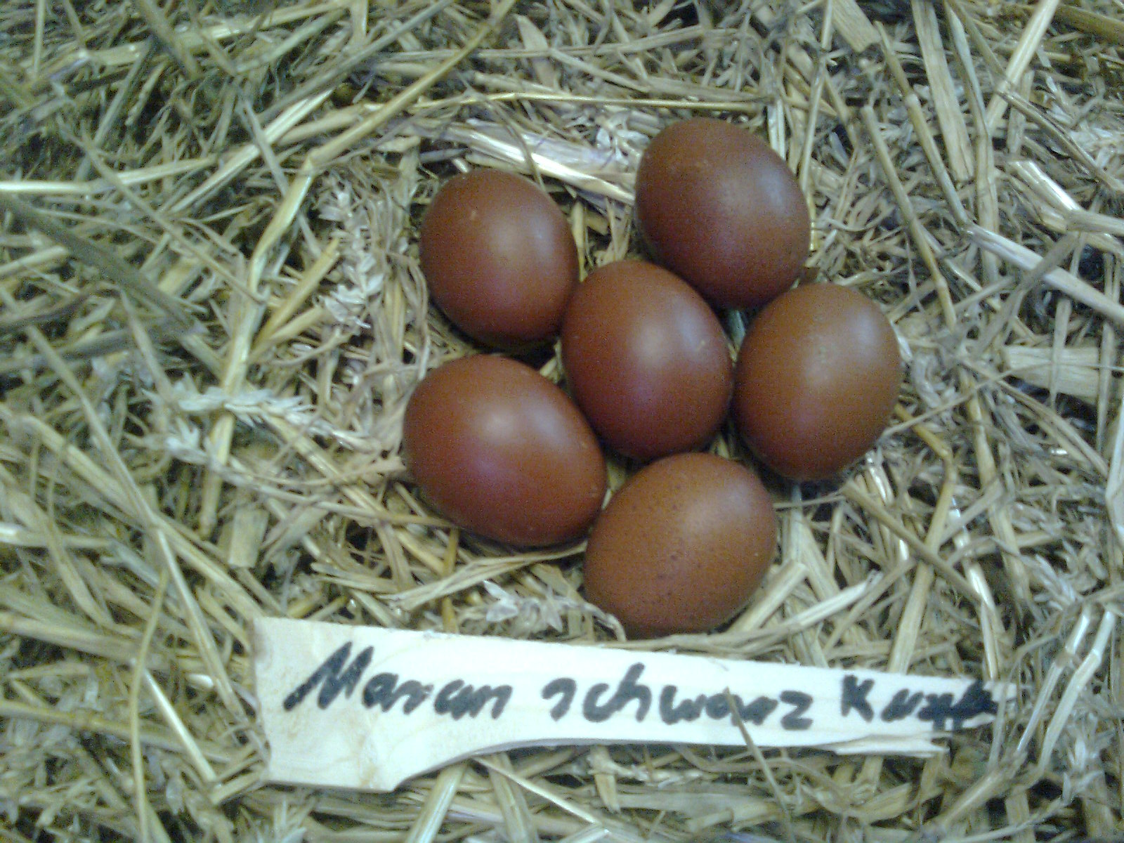 Maran-Eier ca. 65-75g schwer, Brutdauer 21 Tage