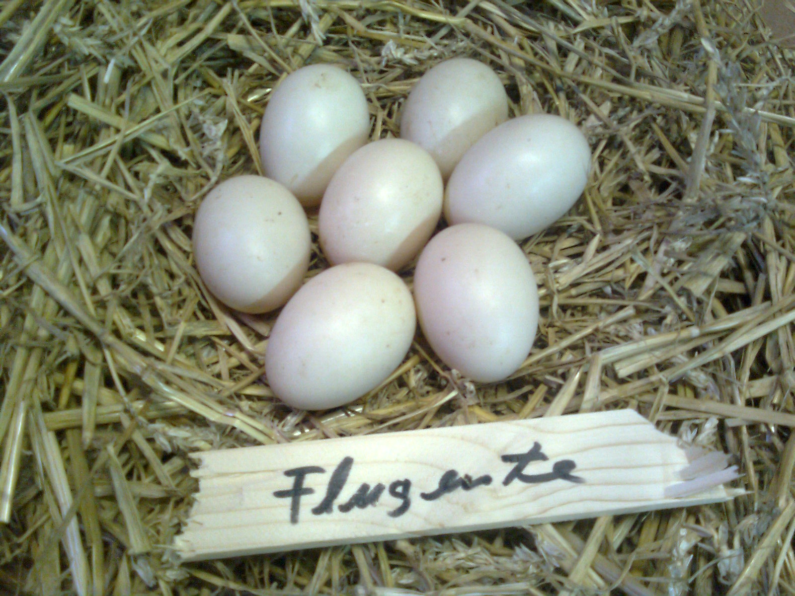 Warzenenten-Eier ca. 80g schwer
Brutdauer 35 Tage