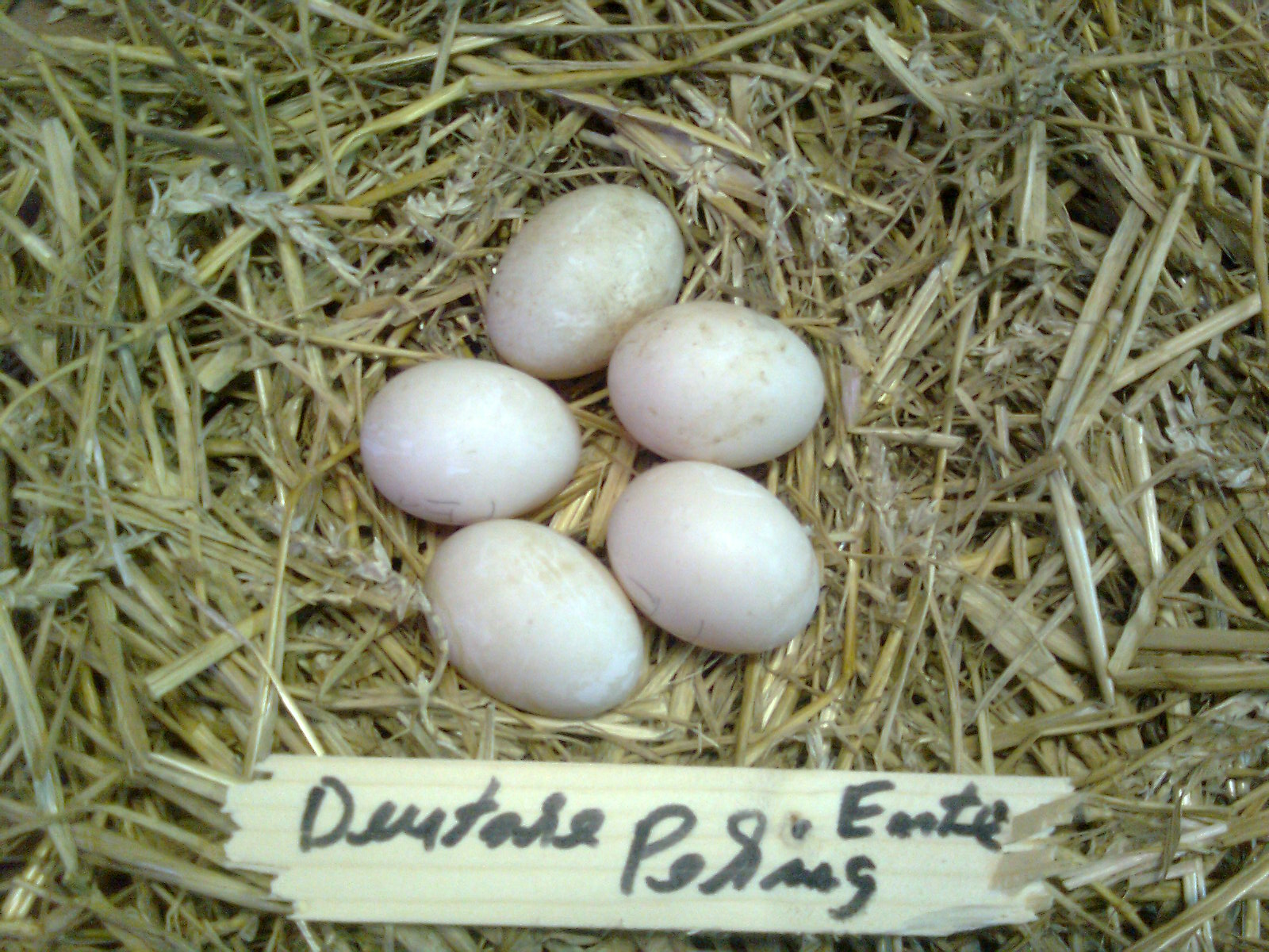 Deutsche Pekingenten-Eier ca. 80g schwer
Brutdauer 28 Tage