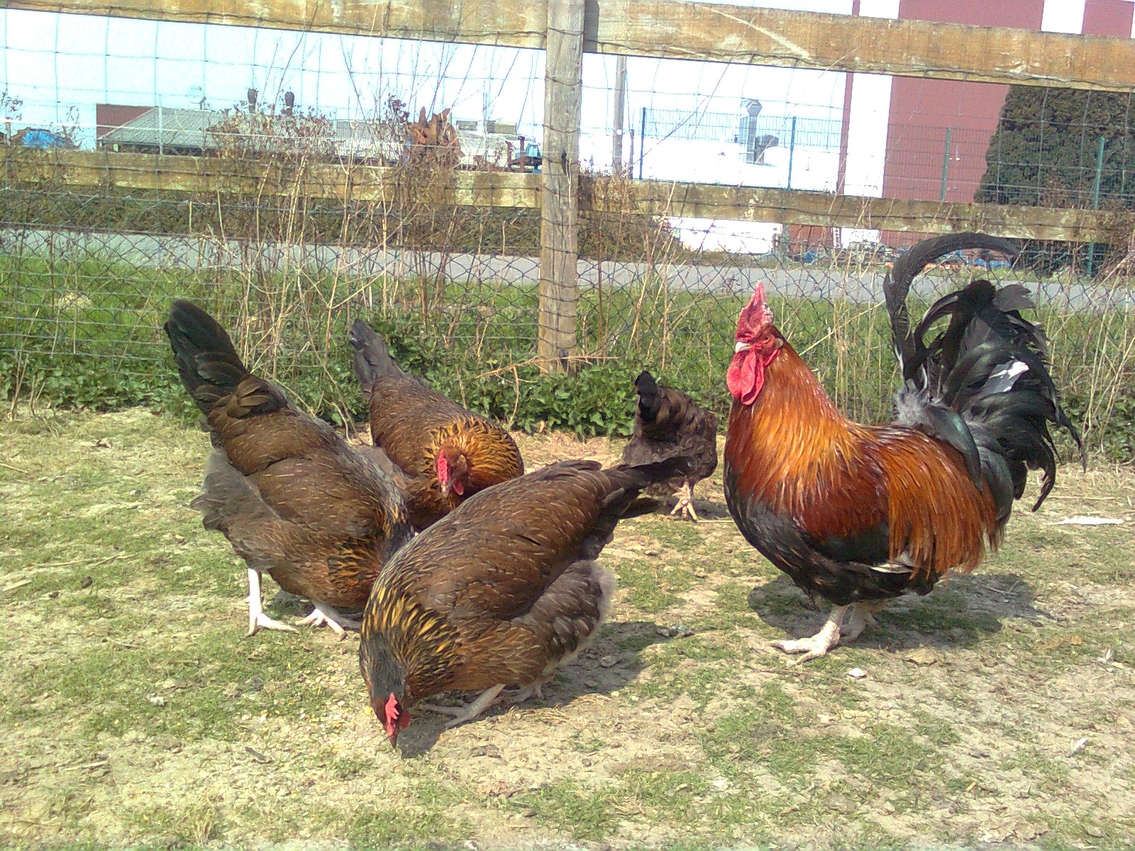 Don und seine goldhalsigen & gold-wildfarbigen Hennen, April 2015