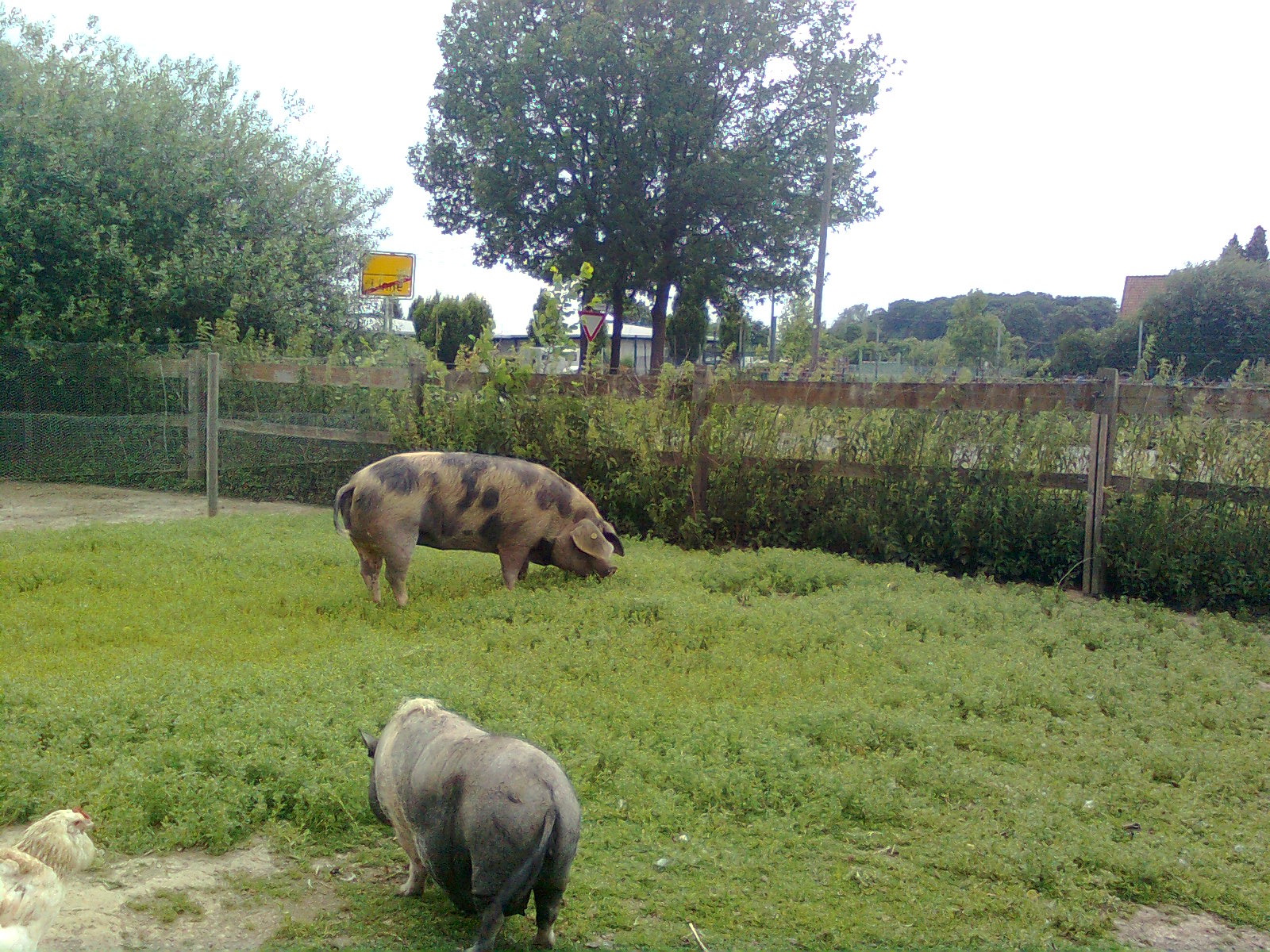 Buntes Bentheimer Schwein, die Dicke mit Mini Paula. Juli 2015