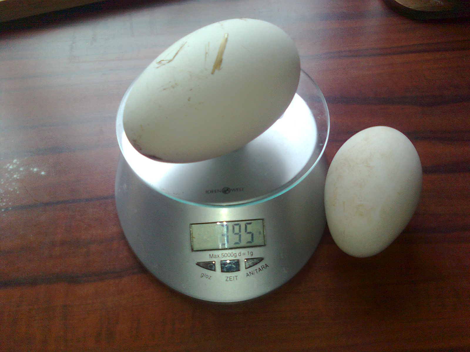 395g Ei von einer Pommerngans, das rechte Ei hat 185g