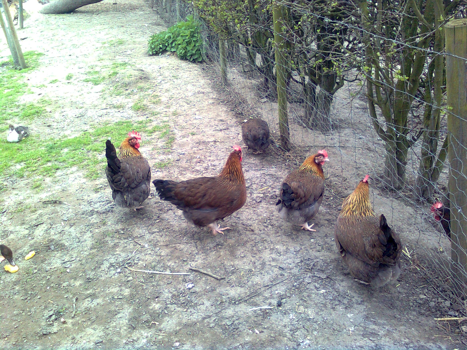 Goldhalsige Dorking-Hennen, in der Mitte eine gold-wildfarbige Henne  23.04.16
