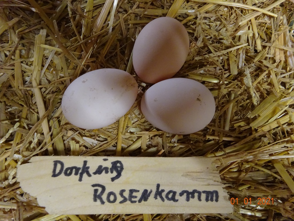 Dorking Hühner gold wildfarbig mit Rosenkamm, Bruteier 01.01.2021
