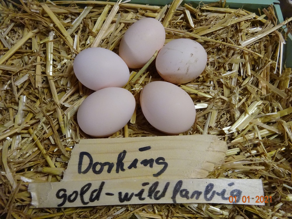 Dorking Hühner gold wildfarbig, Bruteier 01.01.2021