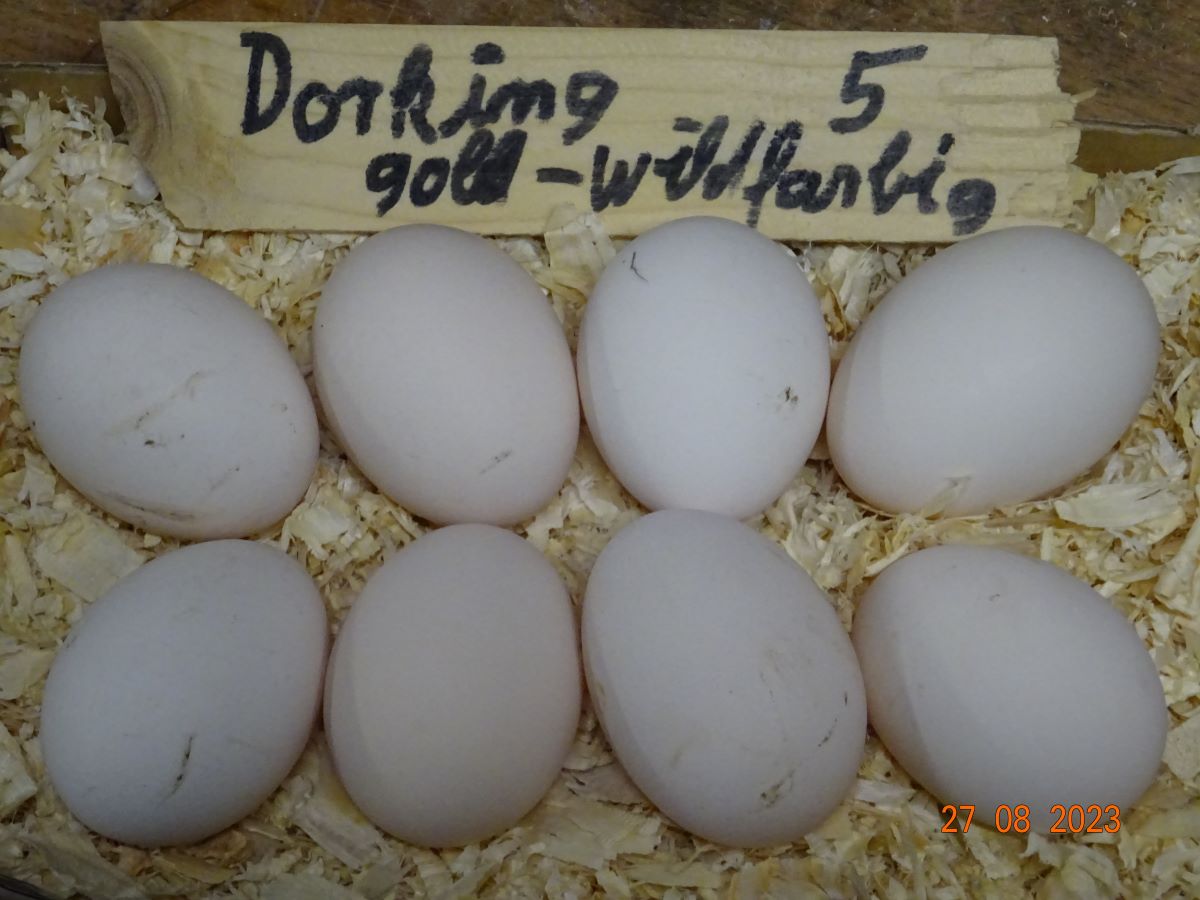 Dorking gold-wildfarbig Bruteier Zuchtstamm 5, 27.08.2023
